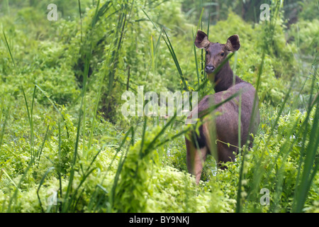 wilde Sambar-Hirsche im Chitwan Nationalpark, nepal Stockfoto