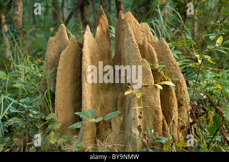 tropischen Termit Nest in Chitwan Park, nepal Stockfoto