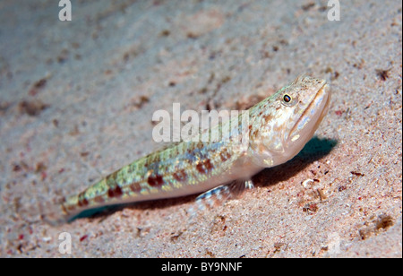 Lizardfishes, Synodus variegatus auf Sand Stockfoto