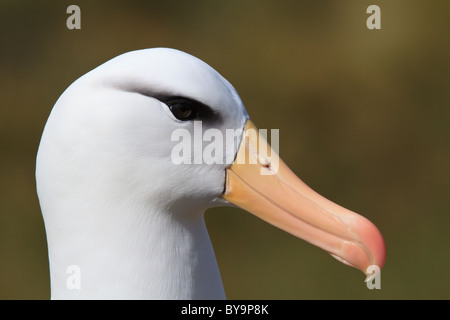 Nahaufnahme von Black-browed Albatross (Thalassarche Melanophrys), West Point Island, Falkland-Inseln Stockfoto