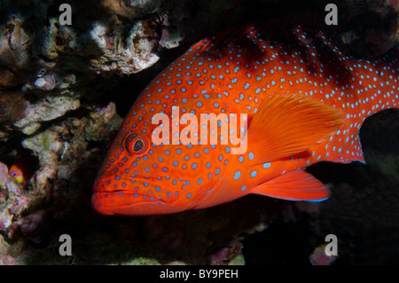 Korallen-Barsch, Cephalopholis miniata Stockfoto