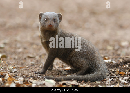 Dwarf Mongoose (Helogale Parvula) in der Savanne von Krüger Nationalpark, Südafrika. Juli 2010. Stockfoto