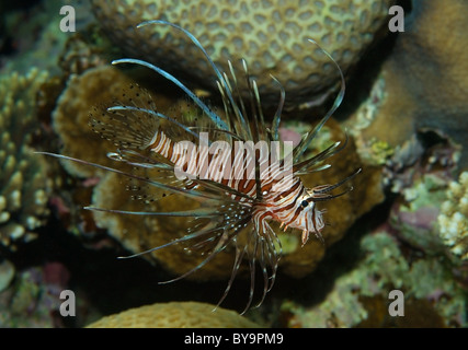 Clearfin Rotfeuerfische, Tailbar Rotfeuerfische, Radiata Rotfeuerfisch oder radialen Feuerfisch (Pterois Radiata) Rotes Meer, Ägypten Stockfoto
