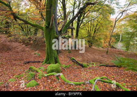 autumn colour and beech trees in Castramon Wood by Gatehouse of Fleet, nature reserve Stockfoto