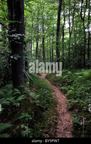 Wandern-Schienen laufen durch die Fichten-Tannen-Wälder der Balsam Berg, Smoky Mountain National Park, North Carolina. Stockfoto