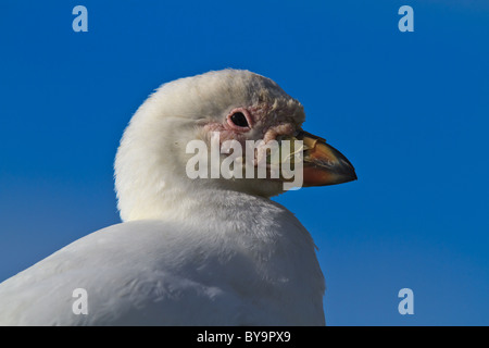 Nahaufnahme der verschneiten Scheidenschnabel (Chionis Alba), Süd-Georgien Stockfoto