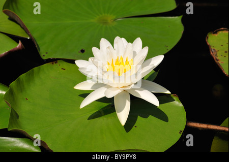 Eine einsame Seerose wächst in einem Teich in der St. Marks Wildlife Refuge im nordwestlichen Florida Stockfoto