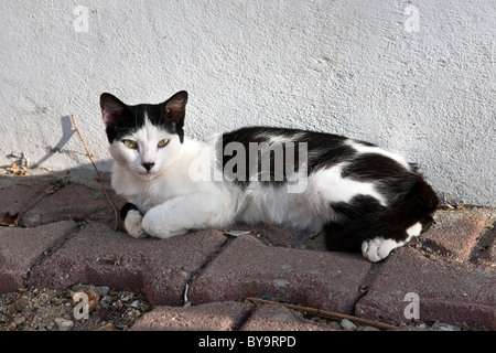 elegante gelb eyed Black & weiß in der Sonne gegen weiß verputzte Wand Puerto Angel Oaxaca Staat Mexiko mexikanische Katze zusammengerollt Stockfoto