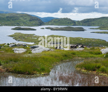 Verwilderte Ziegen, Loch Enoch, Galloway Forest Park Stockfoto