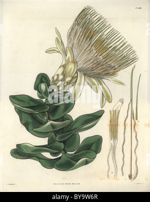 Das Protea Longiflora, lange geblüht cremefarbenen protea oder sugarbush Stockfoto