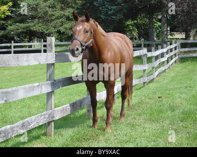 Ein American Quarter Horse Stute einen Sommertag auf der Weide genießen. Stockfoto