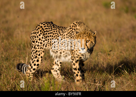 Gepard stalking Beute, hält es den Kopf niedrig. Stockfoto