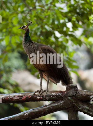 Pfau auf einem Zaun sitzend Stockfoto