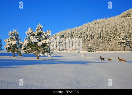 Red Deer Hinds und junge Kreuzung Schnee überdachten Bereich und Pinien Wald mit Schnee bedeckt Stockfoto