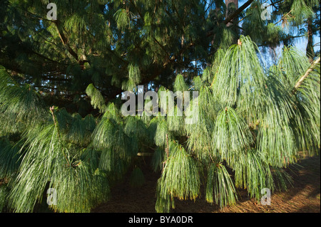 Pinus Wallichiana Laub, RHS Wisley Stockfoto