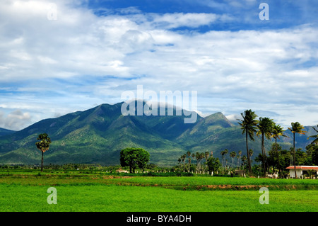 Grünen Wiese im Berg. Zusammensetzung der Natur. Stockfoto