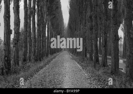 Pappel-Allee im Herbst, Insel Reichenau, Baden-Württemberg, Deutschland, Europa Stockfoto