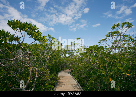 Mangrovenwald, Coral Reef State Park, Florida, Vereinigte Staaten von Amerika, USA Stockfoto
