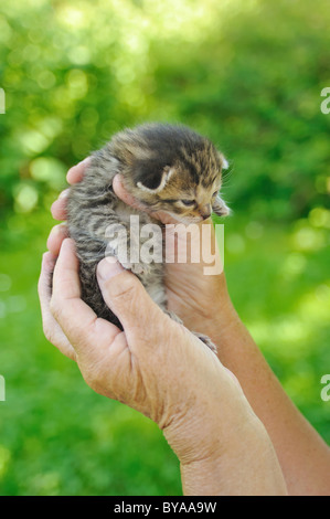 Händen der älteren Frau, die kleine Katze Stockfoto