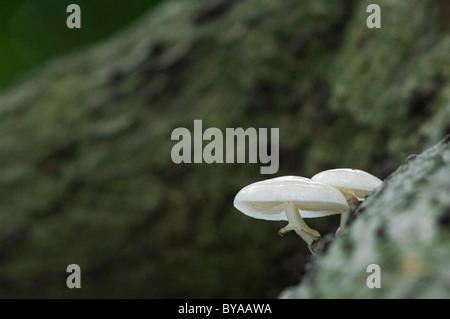 Porzellan-Pilz, Oudemansiella Mucida, wachsen auf Buche, Kent, England. Stockfoto