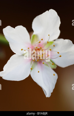 Mandelblüte Nahaufnahme Stockfoto