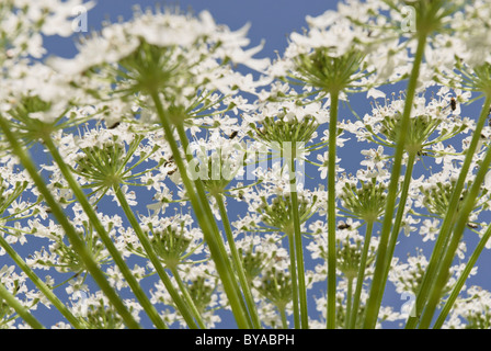 Nahaufnahme des gemeinsamen Bärenklau (Heracleum Sphondylium), Schweden Stockfoto