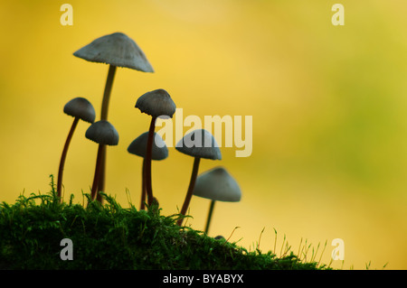 Saffrondrop Bonnet, Mycena Crocata, Kent, England. Stockfoto