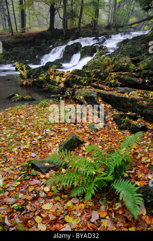 Wasserfall im Selketal Tal im Herbst, Harz-Gebirge, Sachsen-Anhalt, Deutschland, Europa Stockfoto