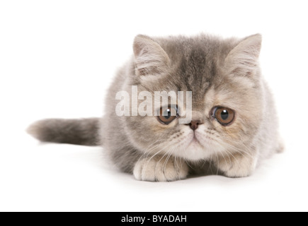 Silber Tabby exotic Shorthair Kitten Portrait im studio Stockfoto