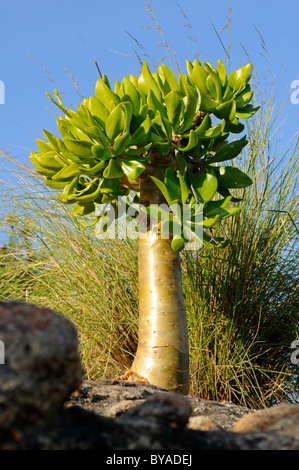 Botterboom oder Butter Baum (Tylecodon Paniculatus) im Lebensraum, Richtersveld, Südafrika, Afrika Stockfoto