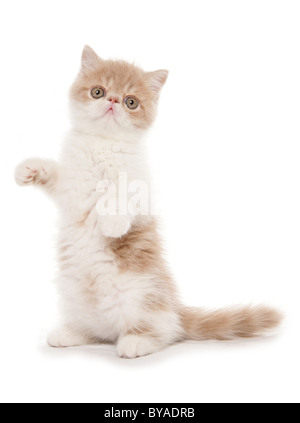 Creme- und exotisch Kurzhaar Kätzchen Portrait im studio Stockfoto