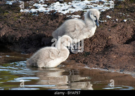 Zwei schwarze Schwan (Cygnus olor) Küken im Winter, Belgien Stockfoto