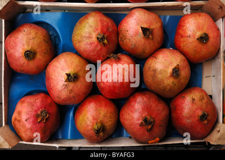 Granatapfel (Punica Granatum), Früchte in einer box Stockfoto