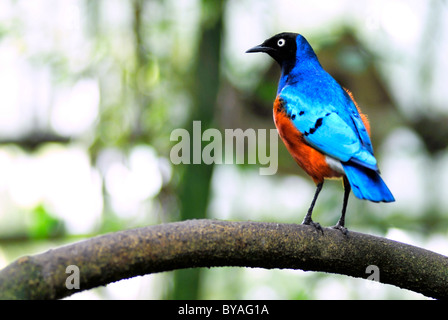 Superb Starling (Glanzstare Superbus) auf Ast von hinten gesehen Stockfoto