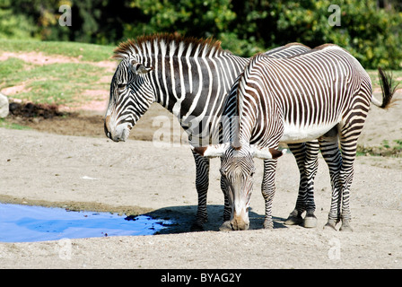 Zwei Grevy-Zebras (Equus Grevyi) in der Nähe von einem Teich Stockfoto