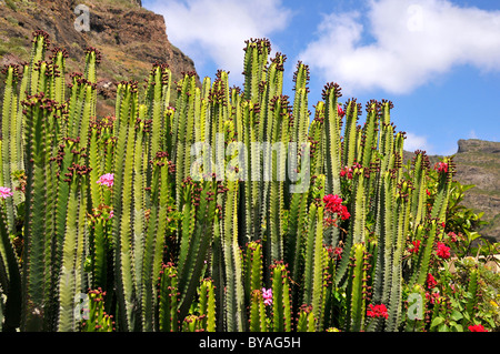 Nahaufnahme der Kanarischen Insel Wolfsmilch (Euphorbia Canariensis) und Geranie Blume auf Teneriffa Stockfoto