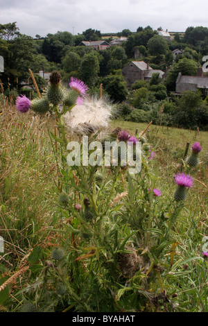 Kratzdistel (Cirsium Vulgare: Asteraceae), Blumen und Früchte, UK die Freigabe. Stockfoto