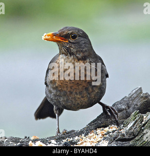 AMSEL schwarzer Vogel (Turdus Merula Merula) britische Singvogel deren Zahl schwinden Stockfoto