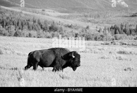 Schwarze und weiße, amerikanische Bisons (Bison Bison) Bull, Büffel, Grand-Teton-Nationalpark, Wyoming, Vereinigte Staaten von Amerika, USA Stockfoto