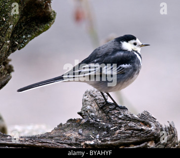 Trauerschnäpper Bachstelze (Motacilla Alba) fand weit verbreitet in ganz Großbritannien oft einen Garten Besucher Stockfoto