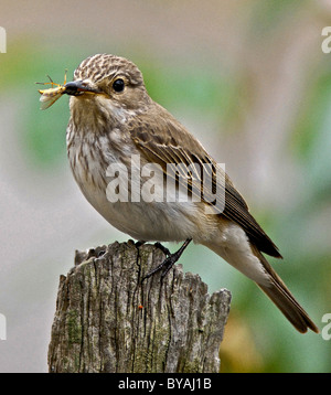 GRAUSCHNÄPPER (Muscicapa Striata) den letzten dramatischen Rückgang der Zahlen hat hohe Grauschnäpper auf der "roten Liste" setzen. Stockfoto