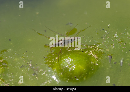 Paar Wasserläufer (Gerridae SP.) Paarung Stockfoto