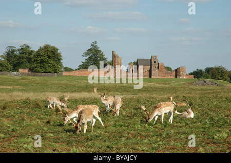 Damwild Weiden vor Bradgate House, Bradgate Park, Leicestershire, England, UK Stockfoto