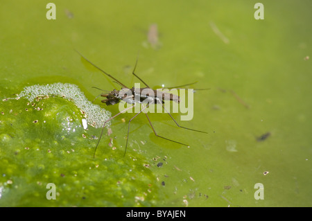 Paar Wasserläufer (Gerridae SP.) Paarung Stockfoto