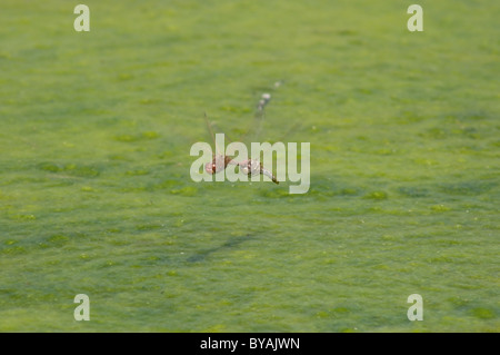 Bunte Meadowhawk Libelle paar (Sympetrum Corruptum) Eier Stockfoto