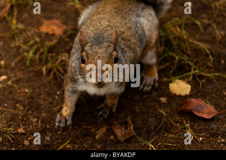 Eichhörnchen hautnah direkt in die Kamera schauen Stockfoto