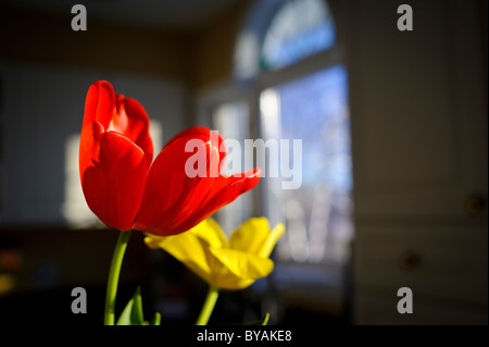 Rote Tulpe gegen einen schwarzen Hintergrund und Fenster Stockfoto