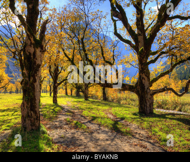 AT - Tirol: Großer Ahornboden (HDR-Bild) Stockfoto