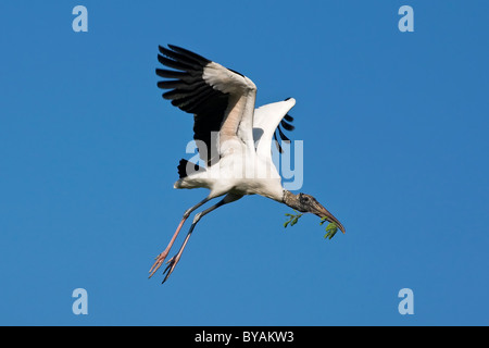 Ein Erwachsener Holz Storch gerade erst in der Luft mit Verschachtelung material Stockfoto