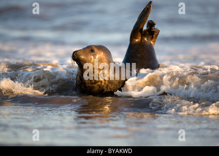 Atlantic grau grau Seal Halichoerus Grypus spielen in der Brandung an der Küste Stockfoto